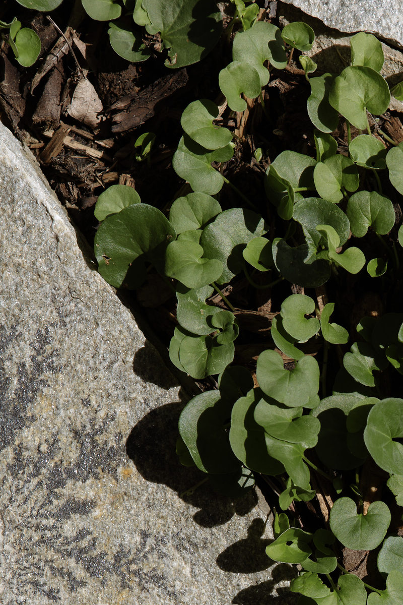 Native groundcover growing between the garden rocks