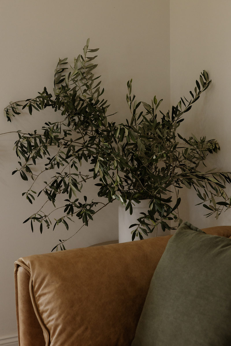 Leather armchair beside a large green plant