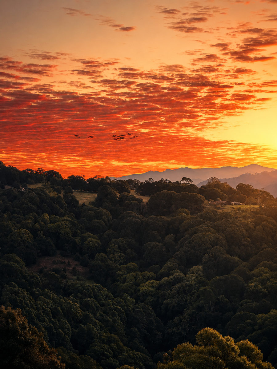A fiery sunset over the forested hinterland