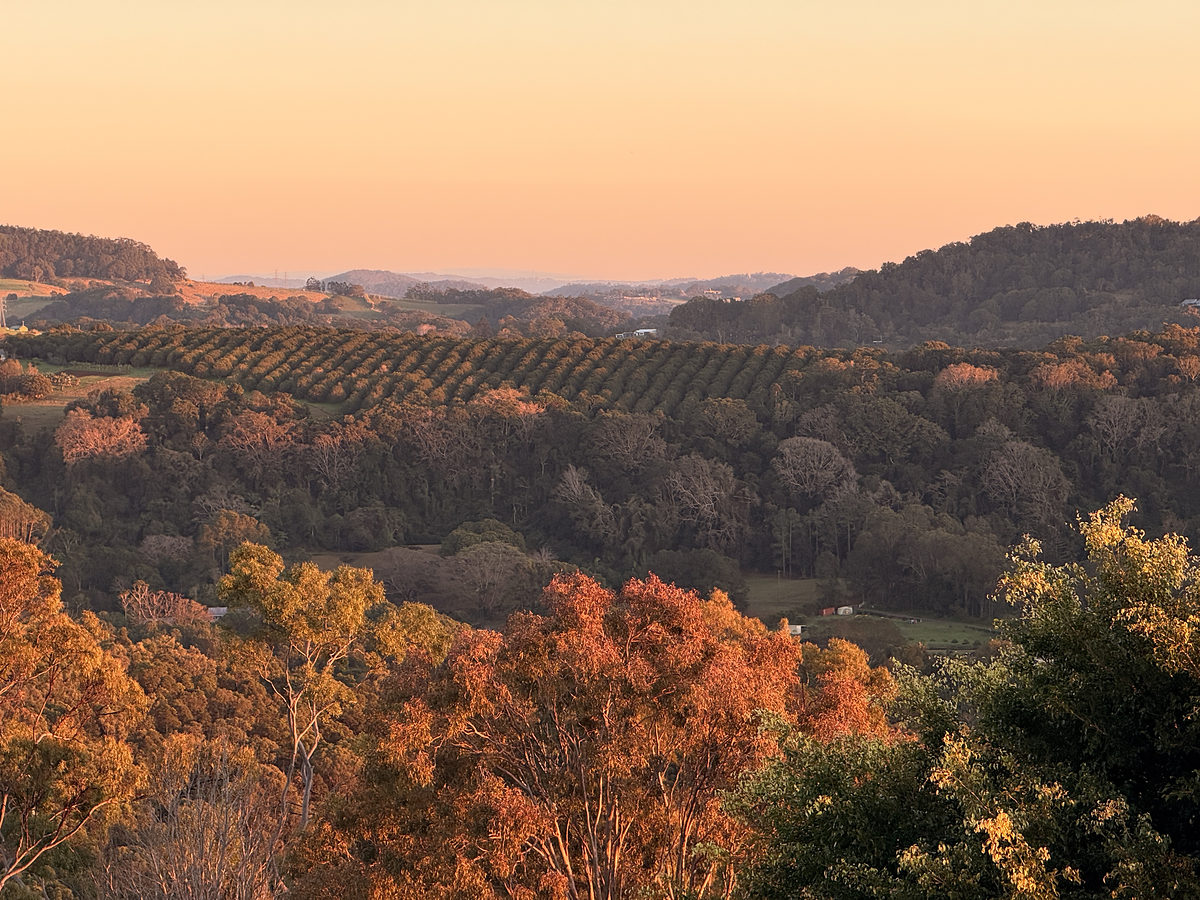 Golden light across the treetops at sunset