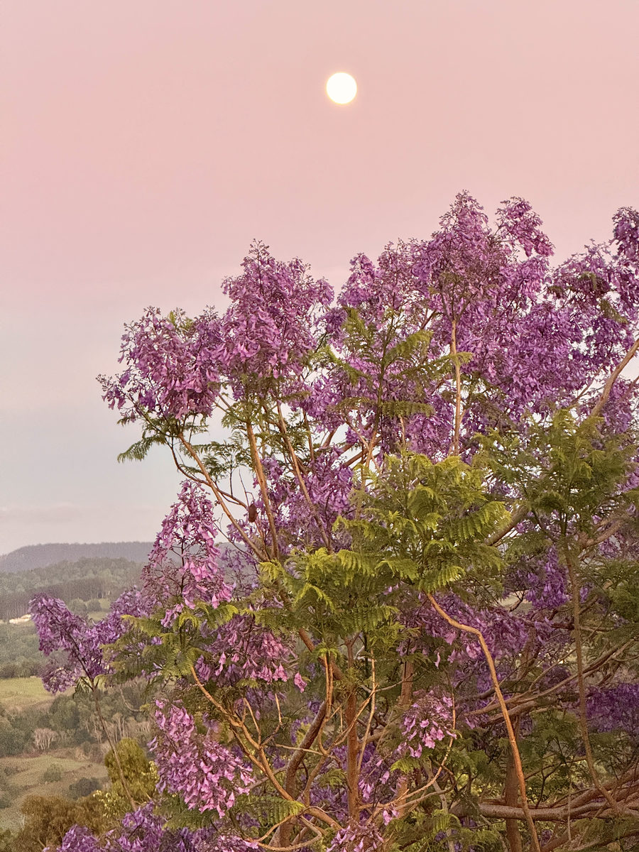 Purple jacaranda blossom against a pink evening sky
