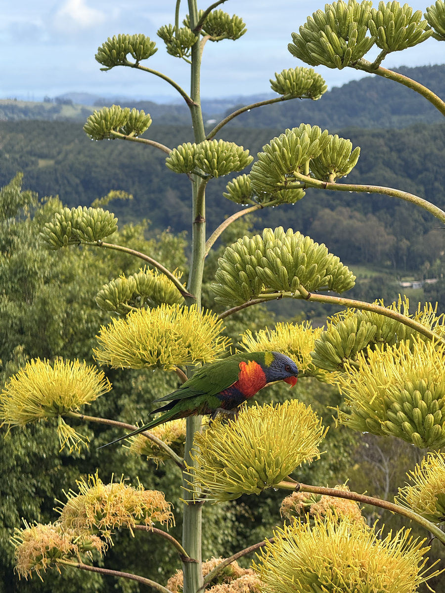 Rainbow lorikeet feeding on a flowering agave above the hinterland