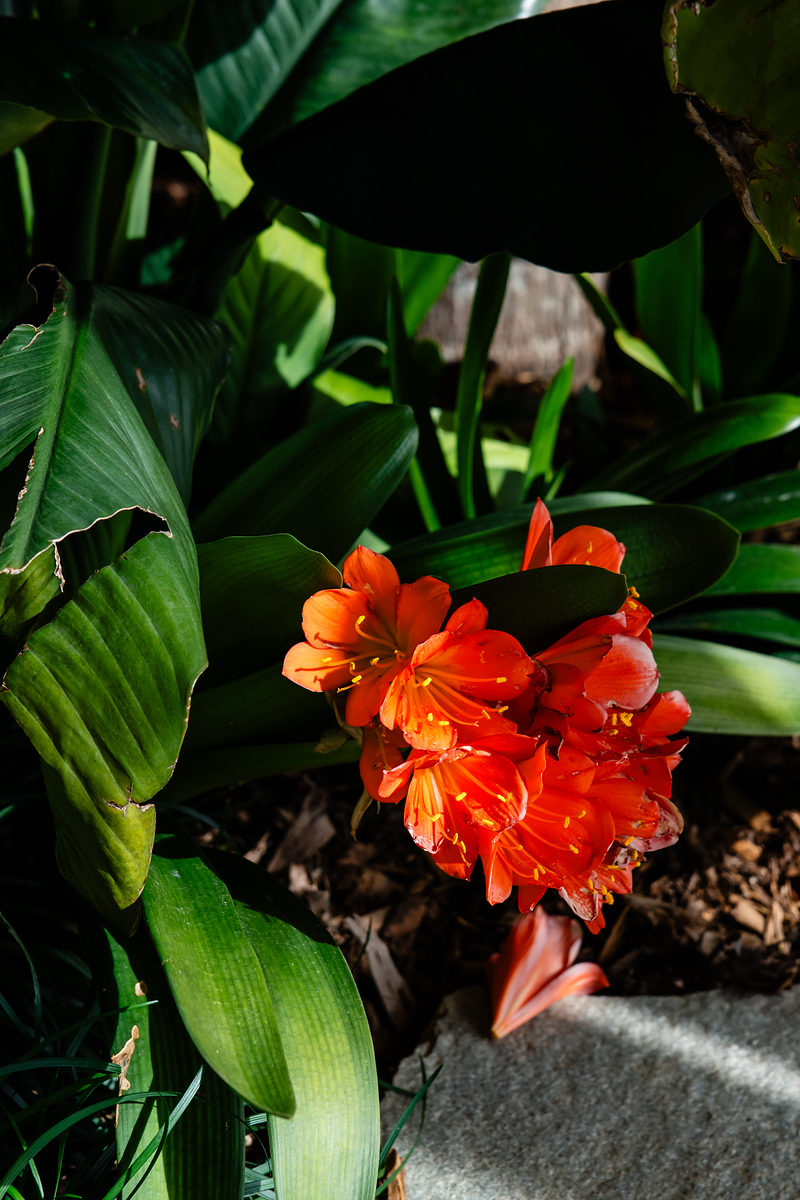 Orange clivia flowering in the garden